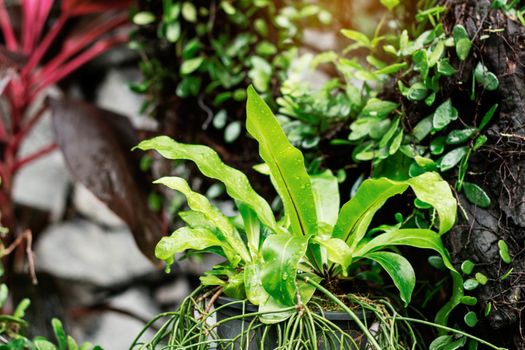 Ornamental plants in pots with nature after rain.