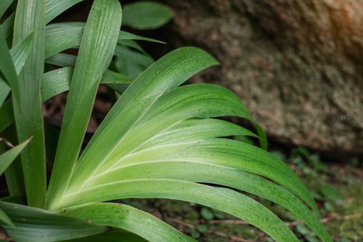 Green ornamental plants on the ground.