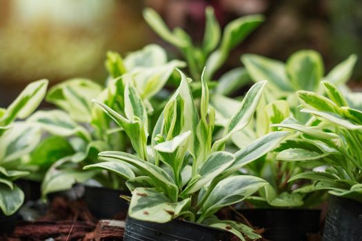 Ornamental plants in pots of the nursery.