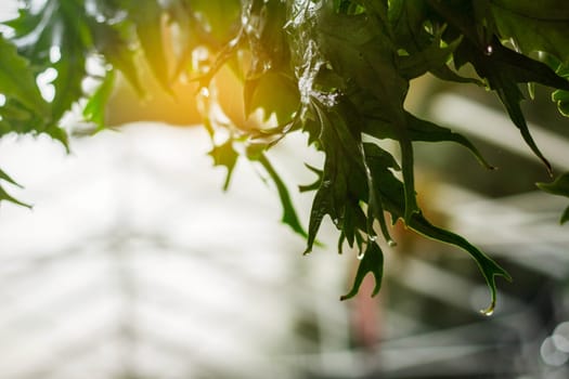 Ornamental plants withered with the sunlight.