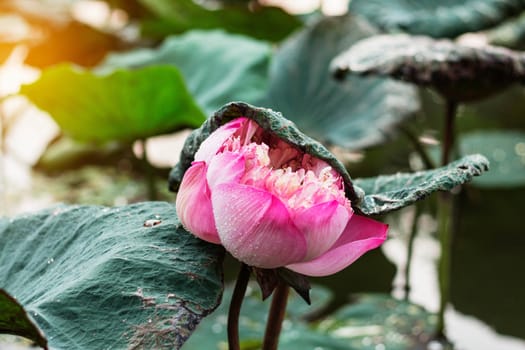 Pink lotus in a pond after rain.