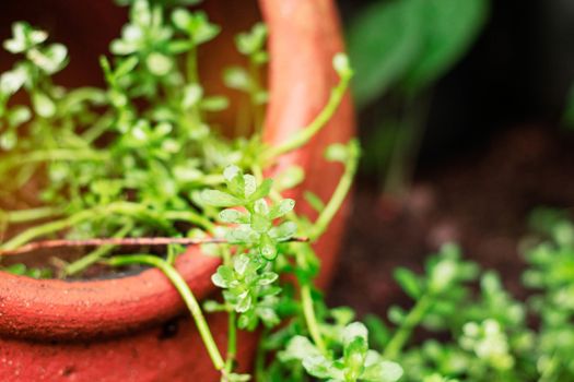 Ornamental plants in pots after the rain.