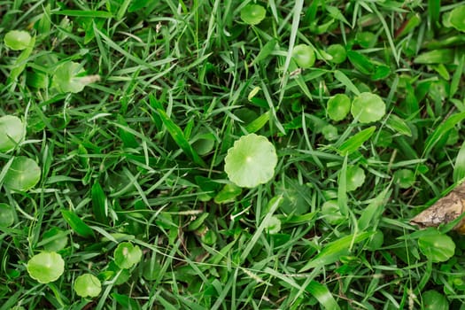 Plants and grass on the ground with a green background.