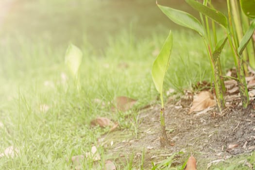 Plants on the ground with morning sunshine.