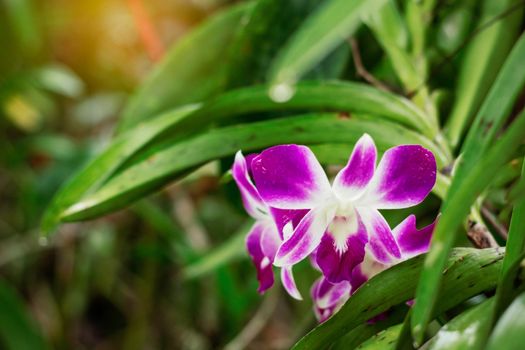 Purple orchid with natural green in the garden.