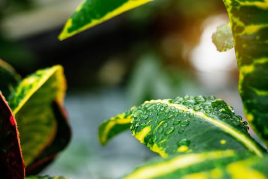 Water drops on leaves with sunlight in the garden.