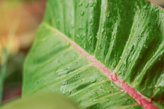 Water drops on leaves after rain.