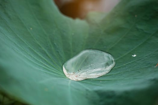 Water drops on lotus leaves after rain.