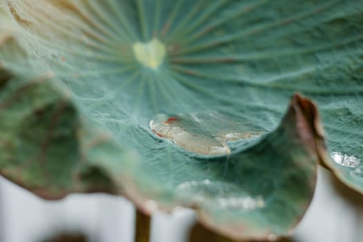 Water on lotus leaves after rain with green background.