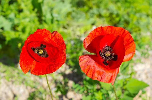 Top view of the two poppy flowers on a blurred background of a grass closeup
