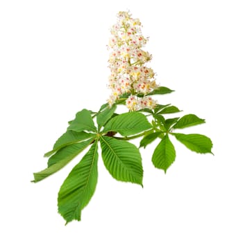 Branch of the blooming horse-chestnuts with leaves and inflorescence on a light background
