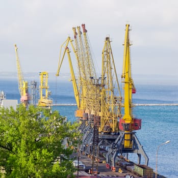 Group of the different harbor cranes on the quay of the sea cargo port against the background of the sea bay
