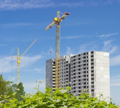 Two different tower cranes with latticed booms on a construction of a multi-story residential building with bush of wild grapes in the foreground 
