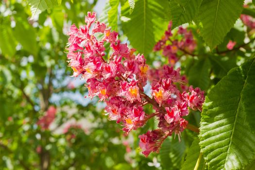 Inflorescence of red horse-chestnut against the background of the leaves closeup
