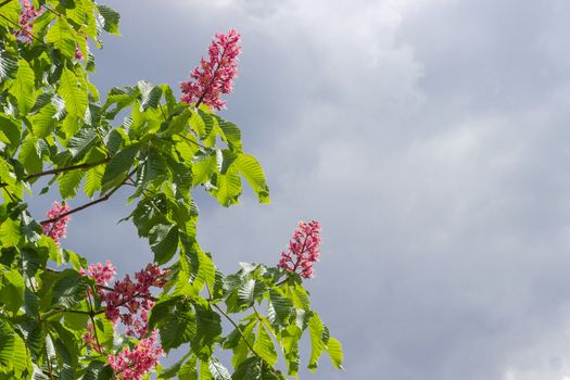 Several branches of blooming red horse-chestnut  with flowers against the sky with storm clouds 
