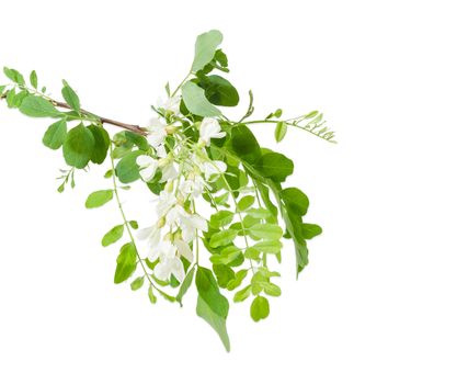 Branch of the blooming black locust tree with leaves and flower cluster on a light background
