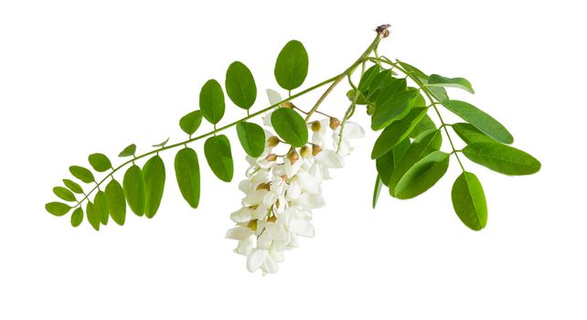 Branch of the blooming black locust tree with leaves and flower cluster on a light background
