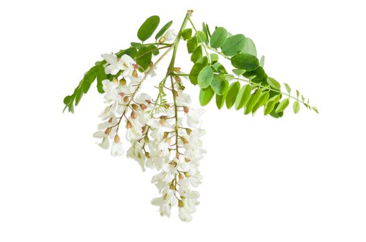 Branch of the blooming black locust tree with leaves and several flower clusters on a light background
