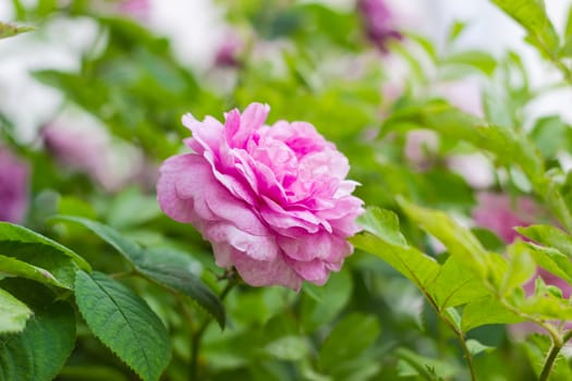 Pink flower of the Bourbon rose on the blurred background of a rose bush
