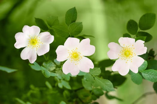 Branch of the dog-rose with three white and pink flowers close up on a blurred background
