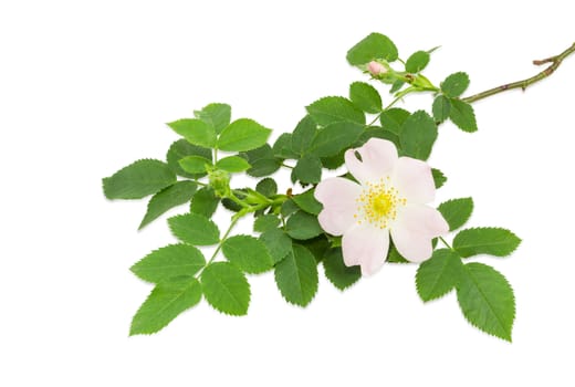 Branch of the dog-rose with white and pink flower and buds close up on a light background
