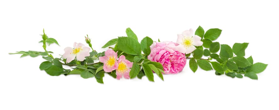 Branches of the dog-rose with different white and pink flowers and Bourbon rose close up on a light background
