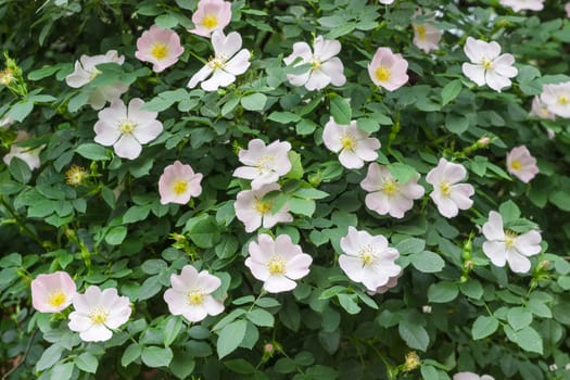 Background of a fragment of the flowering bush of the dog-rose with white and pink flowers closeup
