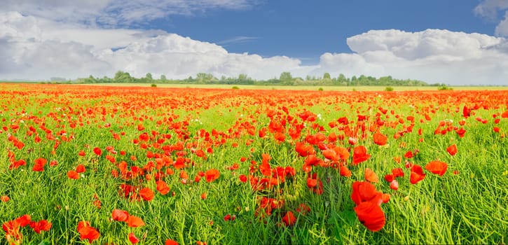 Panorama of a field with the flowering poppies against the sky with clouds

