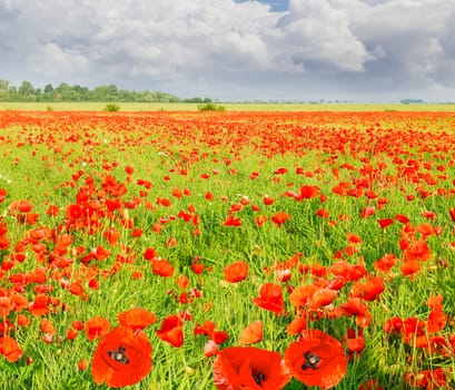 Field with the flowering poppies against the sky with clouds
