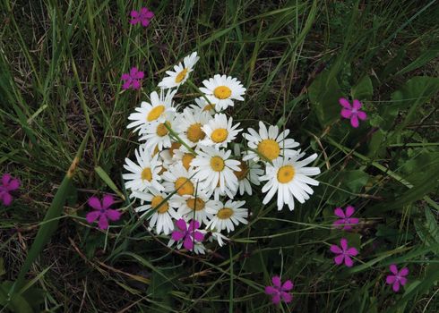 Bouquet of white daisies and red carnations on a green meadow in summer