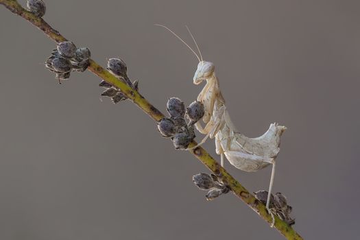 Portrati of a Mantis