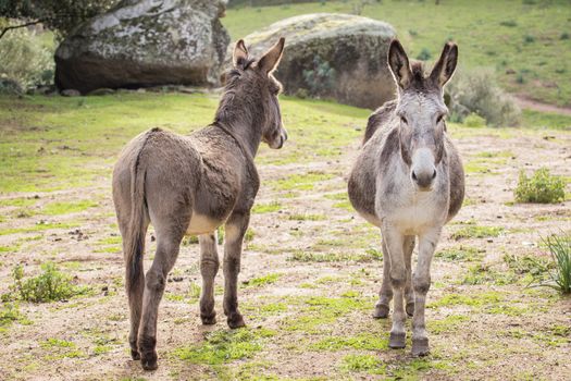 A beautiful Donkey