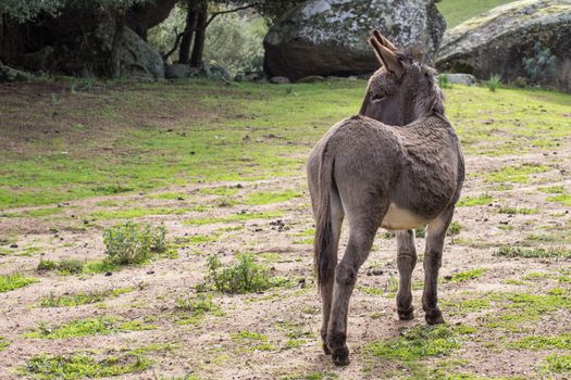 A beautiful Donkey
