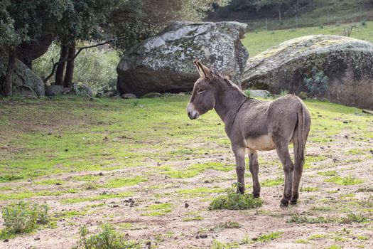 A beautiful Donkey