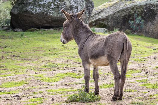A beautiful Donkey