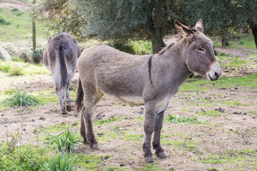 A beautiful Donkey