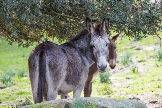 A beautiful Donkey
