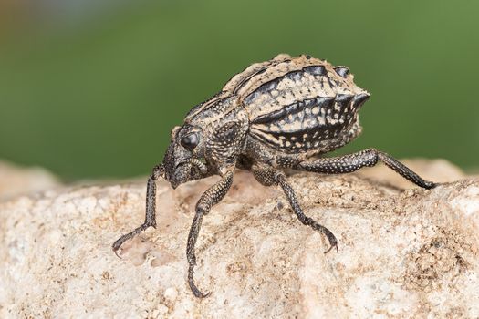 Onion weevil on a stone