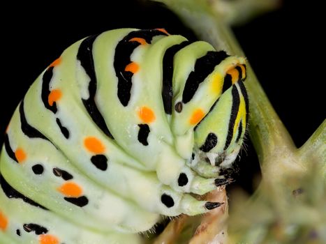 A closeup of a beautiful Machaon caterpillar
