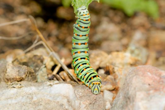 A closeup of a beautiful Machaon caterpillar
