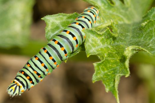 A closeup of a beautiful Machaon caterpillar