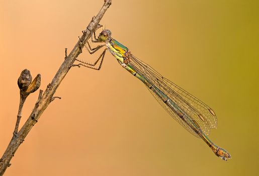 A beautiful close-up portrait of a beautiful damselfly