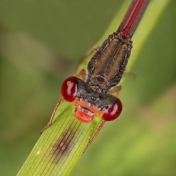 A beautiful close-up portrait of a beautiful damselfly