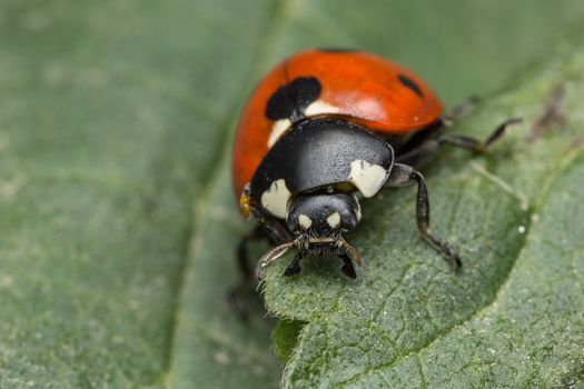 A beautiful Ladybird