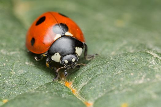 A beautiful Ladybird