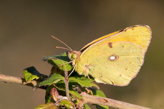 A closeup of a beautiful butterfly