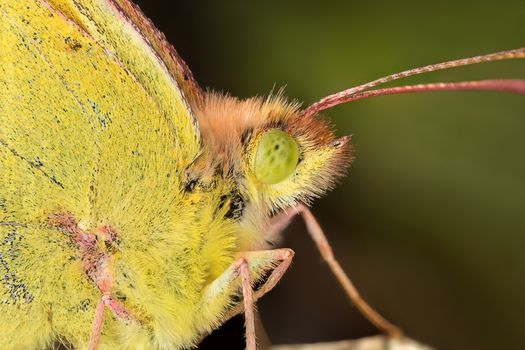 A closeup of a beautiful butterfly