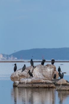 Cormorant