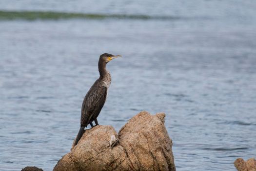 Cormorant on rock