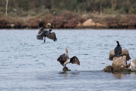 Cormorant